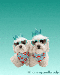 Happy Show Love GIF by HammyandBrody