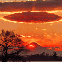 Dua Lipa Orange GIF by Canek