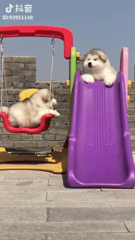 giphy.gif