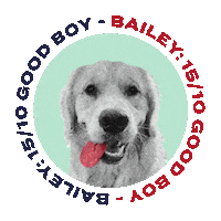 golden retriever dog Sticker by Elizabeth Warren