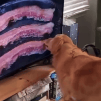 Hungry Breakfast Food GIF by Respective