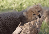 i choose you GIF by San Diego Zoo