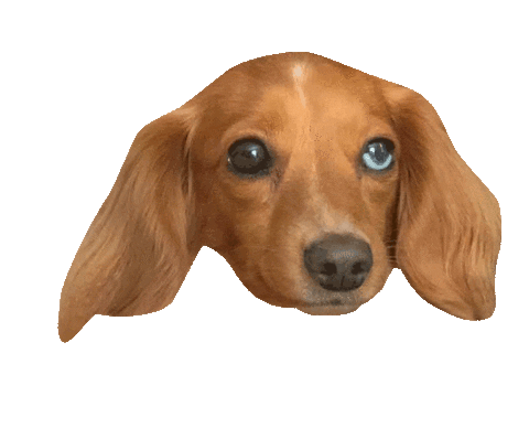 Dachshund Doxie Sticker by beangoods