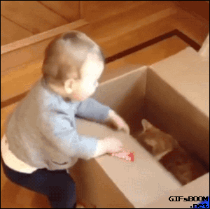 cat fail GIF