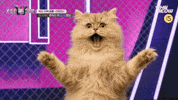 스큐파 GIF