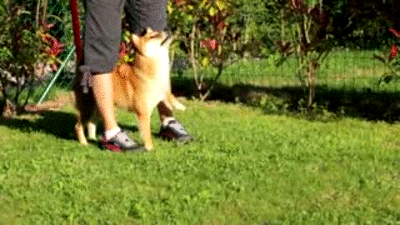 playing shiba inu GIF by Cheezburger