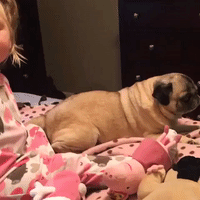 Little Girl Can't Contain Her Love for Her Pet Pug