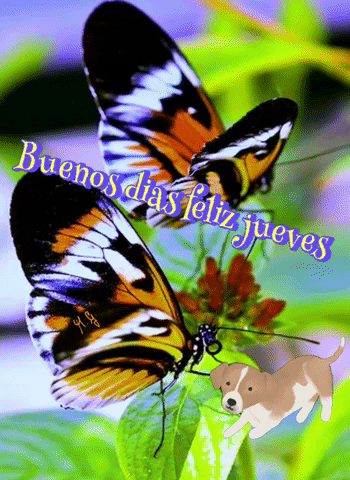 lolasurez giphyattribution GIF