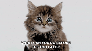 cat picture of a kitten GIF by South Park 