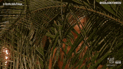 surprise arriving GIF by Isola dei Famosi