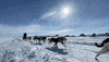 Dog Snow GIF by Tusaayaksat Magazine