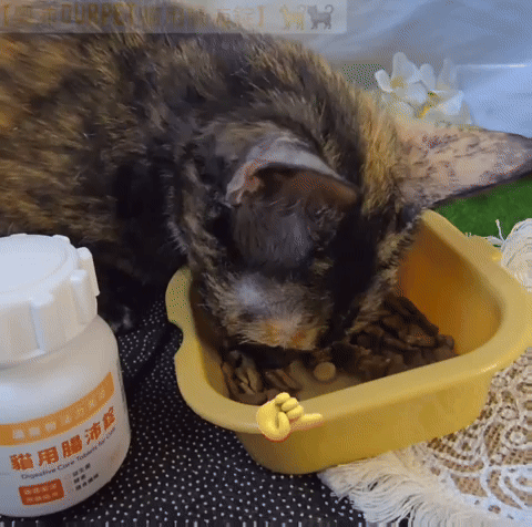 體驗｜零香料的貓咪益生菌【奧沛 OurPet 貓用腸沛錠】貓