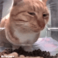Cat Catty GIF