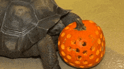 Halloween Eating GIF by Brookfield Zoo