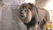 Give Up GIF by Brookfield Zoo