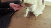 GIF by catnipy