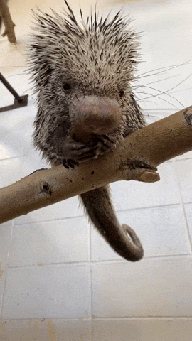 Cactus Eating GIF by Valley Zoo Development Society