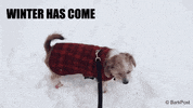 Game Of Thrones Dog GIF by The BarkPost