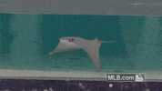 Tank Ray GIF by MLB