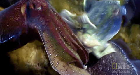 worldâs deadliest GIF by Nat Geo Wild 