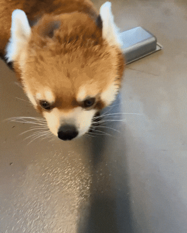 Red Panda Tango GIF by Valley Zoo Development Society