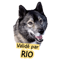 Pawsitivepetambassadeur Sticker by Pawsitive pet