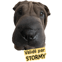 Pawsitivepetambassadeur Sticker by Pawsitive pet