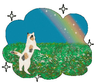 Cat Rainbow Sticker by Illustrator.aki