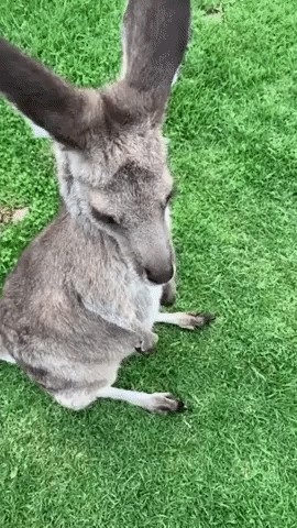 Rescued Kangaroo Enjoys a Scratch at Rural Queensland Property