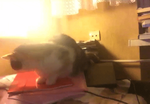 Nebthtet giphyupload GIF