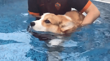 Cobee the Corgi Puppy Learns How to Swim