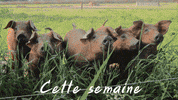 chezperrette  GIF