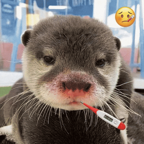 Sick Otter GIF