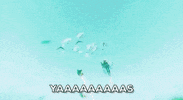 yas yes GIF by 505 Games