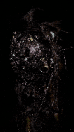 ROBERT_LANZ giphygifmaker GIF