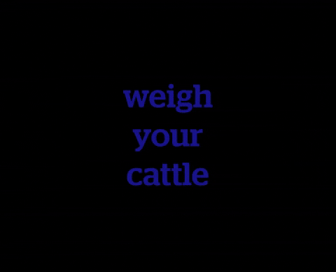 DatamarsLivestock giphyupload cattle livestock weigh GIF