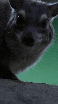 Salad Eating GIF by Valley Zoo Development Society