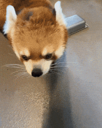 Red Panda Tango GIF by Valley Zoo Development Society