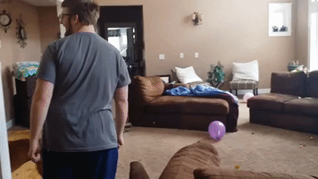 Energetic Dog Loves Balloons