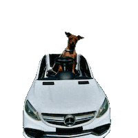 Miniature Pinscher Dog Sticker
