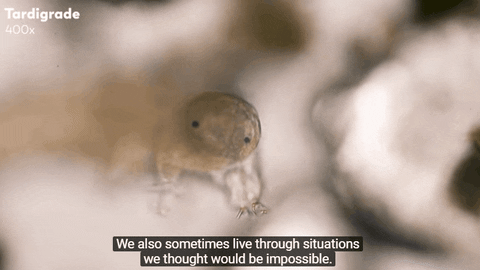 Marachime giphyupload live waving impossible GIF