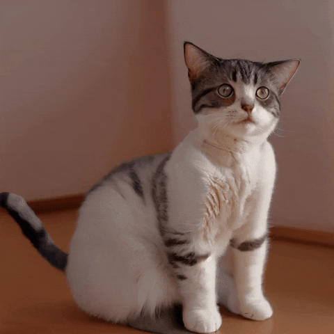 Sa Sd GIF by Aleksey Efremov