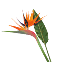 Coentron flowers summertime flowerpower the other side Sticker