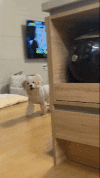 lulu__mix cute dog 강아지 간식 GIF
