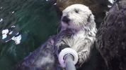 aquarium of the pacific sea GIF