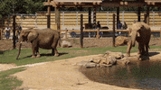 Atlanta Elephant GIF by ZooATL