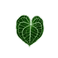 Plants Urban Jungle Sticker by Hankō