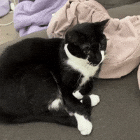 Cat Yawn GIF