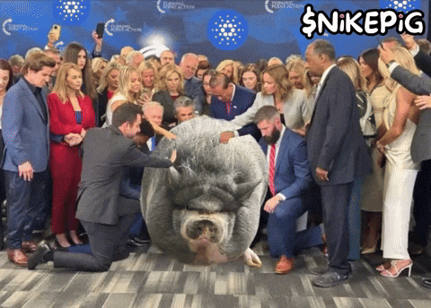 Pet Pig GIF by Nikepig