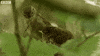baby no GIF by BBC Earth